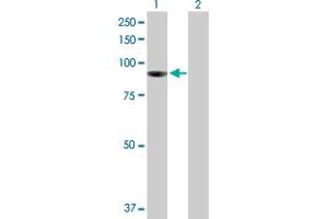 Western Blot analysis of PIBF1 expression in transfected 293T cell line by PIBF1 MaxPab polyclonal antibody. (PIBF1 抗体  (AA 1-757))