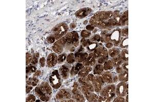 Immunohistochemical staining of human stomach with KIAA1919 polyclonal antibody  strong cytoplasmic positivity in glandular cells. (KIAA1919 抗体)