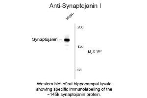Western blot of Anti-Synaptojanin 1 (Mouse) Antibody - 212-301-E35 Western Blot of Mouse anti-Synaptojanin 1 antibody. (Synaptojanin 1 抗体  (C-Term))