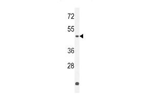 Z Antibody (C-term) (ABIN654731 and ABIN2844419) western blot analysis in K562 cell line lysates (35 μg/lane). (ZNF572 抗体  (C-Term))