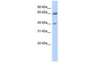 Image no. 1 for anti-Zinc Finger Protein 226 (ZNF226) (AA 575-624) antibody (ABIN6740439) (ZNF226 抗体  (AA 575-624))