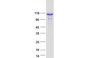 Validation with Western Blot (HGS Protein (Myc-DYKDDDDK Tag))