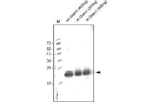 Western analysis of anti-human Gremlin-1 Antibody . (GREM1 抗体  (AA 25-184))
