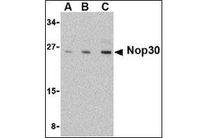 Western blot analysis of Nop30 in mouse muscle tissue lysate with this product at (A) 0. (NOL3 抗体  (C-Term))