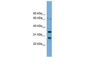 WB Suggested Anti-DBP Antibody Titration: 0. (DBP 抗体  (C-Term))