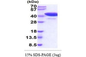 SDS-PAGE (SDS) image for Peptidylprolyl Isomerase D (PPID) (AA 1-370) (Active) protein (His tag) (ABIN7281328) (PPID Protein (AA 1-370) (His tag))