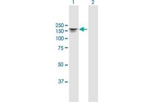 Western Blotting (WB) image for anti-Integrin, alpha X (Complement Component 3 Receptor 4 Subunit) (ITGAX) (AA 1-1169) antibody (ABIN948047)