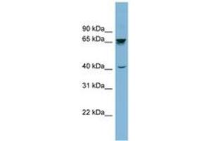 Image no. 1 for anti-Acetylcholinesterase (AChE) (AA 359-408) antibody (ABIN6741992) (Acetylcholinesterase 抗体  (AA 359-408))