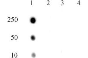 RNA Pol II CTD phospho Thr4 pAb tested by dot blot analysis. (Rpb1 CTD 抗体  (pThr4, Thr4))
