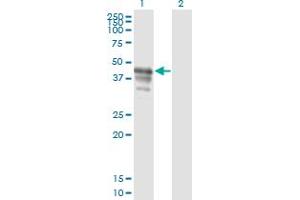 Western Blot analysis of PAIP1 expression in transfected 293T cell line by PAIP1 monoclonal antibody (M04A), clone 2D11. (PAIP1 抗体  (AA 76-185))