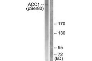 Western blot analysis of extracts from K562 cells treated with Insulin 0. (Acetyl-CoA Carboxylase alpha 抗体  (pSer80))
