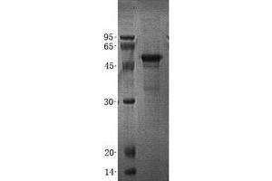 Western Blotting (WB) image for Autophagy related 4C Cysteine Peptidase (ATG4C) (Transcript Variant 7) protein (His tag) (ABIN2714798)
