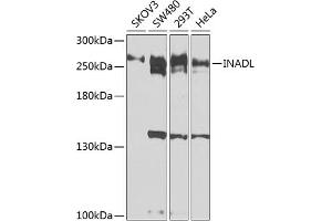 Western blot analysis of extracts of various cell lines, using INADL antibody (ABIN6131803, ABIN6142438, ABIN6142440 and ABIN6224550) at 1:1000 dilution. (PATJ 抗体  (AA 450-680))