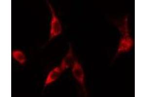 ABIN6275141 staining  RAW264. (GGH 抗体  (C-Term))