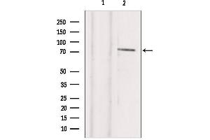 Western blot analysis of extracts from hepg2, using TBX2 Antibody. (TBX2 抗体  (C-Term))