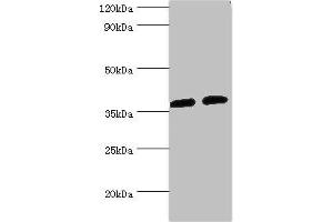 Western blot All lanes: AKR1C3 antibody at 8 μg/mL Lane 1: K562 whole cell lysate Lane 2: Hela whole cell lysate Secondary Goat polyclonal to rabbit IgG at 1/10000 dilution Predicted band size: 37, 24 kDa Observed band size: 37 kDa