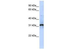 Image no. 1 for anti-Methyltransferase Like 10 (METTL10) (C-Term) antibody (ABIN6741083) (METTL10 抗体  (C-Term))