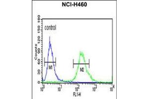 Flow cytometric analysis of NCI-H460 cells (right histogram) compared to a negative control cell (left histogram). (ALG14 抗体  (AA 67-93))