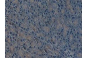 Detection of uPA in Mouse Pancreas Tissue using Polyclonal Antibody to Plasminogen Activator, Urokinase (uPA) (PLAU 抗体  (AA 180-433))