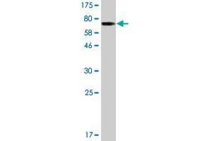 Western Blotting (WB) image for anti-Pleckstrin Homology Domain Containing, Family O Member 1 (PLEKHO1) (AA 1-409) antibody (ABIN526534)
