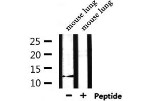 Western blot analysis of extracts from mouse lung, using XCL1/2 Antibody. (XCL1/XCL2 抗体)