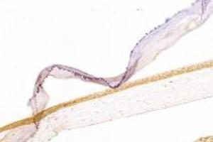 Immunohistochemistry (Paraffin-embedded Sections) (IHC (p)) image for anti-Taurine Transporter (TAUT) antibody (ABIN7075842)
