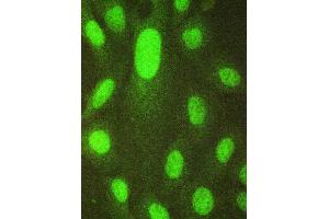 IF analysis of HAUSP/USP7 using anti-HAUSP/USP7 antibody (ABIN5693267). (USP7 抗体  (AA 258-483))