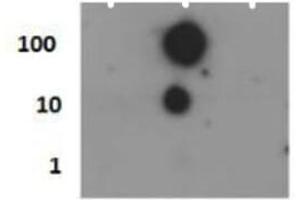 Dot Blot of Rabbit Histone H4 [p Ser1] Antibody. (Histone H4 抗体  (pSer1))
