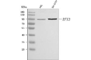 Western blot analysis of RFX3 using anti-RFX3 antibody (ABIN7601095).