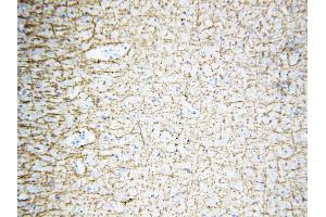Anti-Myelin Basic Protein antibody, IHC(P) IHC(P): Rat Brain Tissue