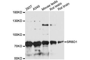Western blot analysis of extracts of various cell lines, using SRBD1 antibody. (SRBD1 抗体)