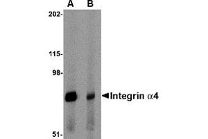 Western Blotting (WB) image for anti-Integrin alpha 4 (ITGA4) (Middle Region 2) antibody (ABIN1031199) (ITGA4 抗体  (Middle Region 2))