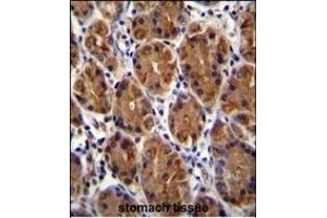 MUC3B Antibody (C-term ) (ABIN655722 and ABIN2845170) immunohistochemistry analysis in formalin fixed and paraffin embedded human stomach tissue followed by peroxidase conjugation of the secondary antibody and DAB staining. (MUC3B 抗体  (C-Term))