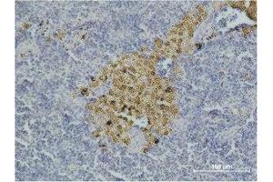 Immunohistochemistry (IHC) analysis of paraffin-embedded Mouse Spleen Tissue using Caspase-8 Monoclonal Antibody. (Caspase 8 抗体)