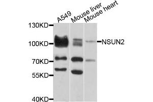 Western blot analysis of extracts of various cell lines, using NSUN2 antibody (ABIN1873963) at 1:1000 dilution.