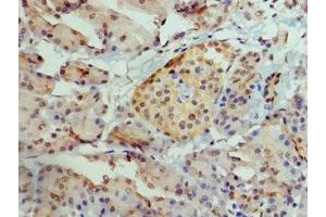 Immunohistochemistry of paraffin-embedded human pancreatic tissue using ABIN7145087 at dilution of 1:100 (AIRE 抗体  (AA 39-108))