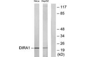 Western blot analysis of extracts from HeLa/HepG2 cells, using DIRA1 Antibody. (DIRAS1 抗体  (AA 149-198))