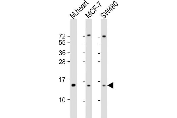 NDUFA7 抗体  (AA 80-110)