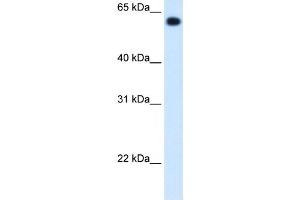 ALDH4A1 antibody used at 1. (ALDH4A1 抗体  (C-Term))