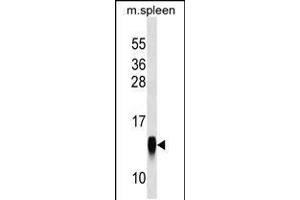 Western blot analysis in mouse spleen tissue lysates (35ug/lane). (CRB3 抗体  (AA 67-95))
