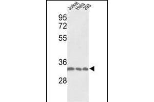 Western blot analysis of PCNA Antibody (C-term) (ABIN389344 and ABIN2839453) in Jurkat, Hela, 293 cell line lysates (35 μg/lane). (PCNA 抗体  (C-Term))