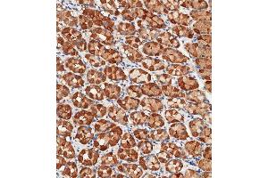 Immunohistochemical analysis of paraffin-embedded Human stomach tissue using (ABIN1945086 and ABIN2838551) performed on the Leica® BOND RXm.