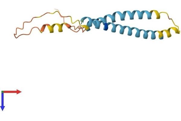 IFITM3 Protein (AA 1-137) (His tag)