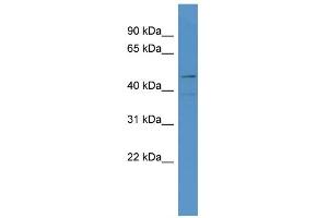 WB Suggested Anti-LOC684800 Antibody Titration: 0. (SMAP1 抗体  (N-Term))