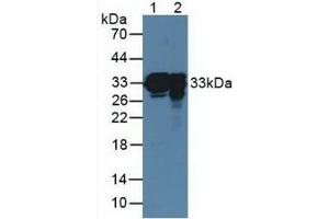 Figure. (Surfactant Protein A1 抗体  (AA 21-248))