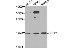 Western blot analysis of extracts of various cell lines, using SSBP1 antibody. (SSBP1 抗体)