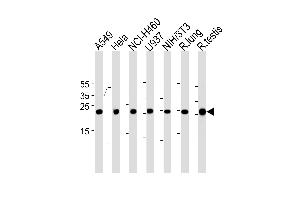 Rat Cebpd Antibody (Center) (ABIN1881715 and ABIN2843454) western blot analysis in A549,Hela,NCI-,U-937,mouse NIH/3T3 cell line and rat lung,testis tissue lysates (35 μg/lane). (CEBPD 抗体  (AA 161-189))