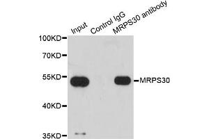 Immunoprecipitation analysis of 200 μg extracts of HepG2 cells using 1 μg MRPS30 antibody (ABIN5973453). (MRPS30 抗体)