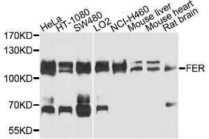 Western blot analysis of extracts of various cell lines, using FER antibody (ABIN5996270) at 1/1000 dilution. (FER 抗体)