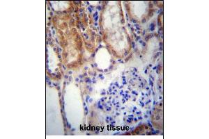 SUSD2 Antibody (C-term) (ABIN656974 and ABIN2846158) immunohistochemistry analysis in formalin fixed and paraffin embedded human kidney tissue followed by peroxidase conjugation of the secondary antibody and DAB staining. (SUSD2 抗体  (C-Term))